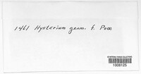 Lophodermium gramineum image